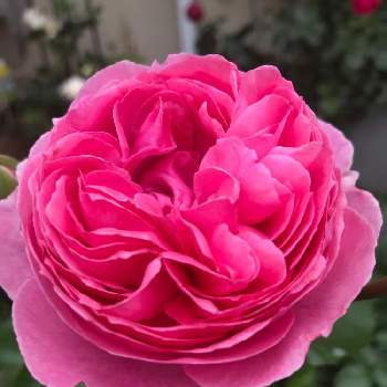 バラ トワパルファンの画像 by みるく❤️さん | 小さな庭と薔薇愛同盟とおうち園芸とバラ トワパルファンと鉢植えと玄関先アプローチとGSでバラ園と花のある暮らしとお花で癒されよう❤️とバラ薔薇ばらら～❤️とロザリアン