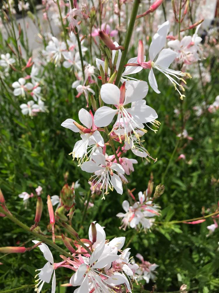 ガウラだと思います 白蝶草ともいい 白い蝶が飛んでるような花弁が4枚あります の投稿画像 By ゆあズばばちゃんさん 月5月25日 Greensnap グリーンスナップ Greensnap グリーンスナップ