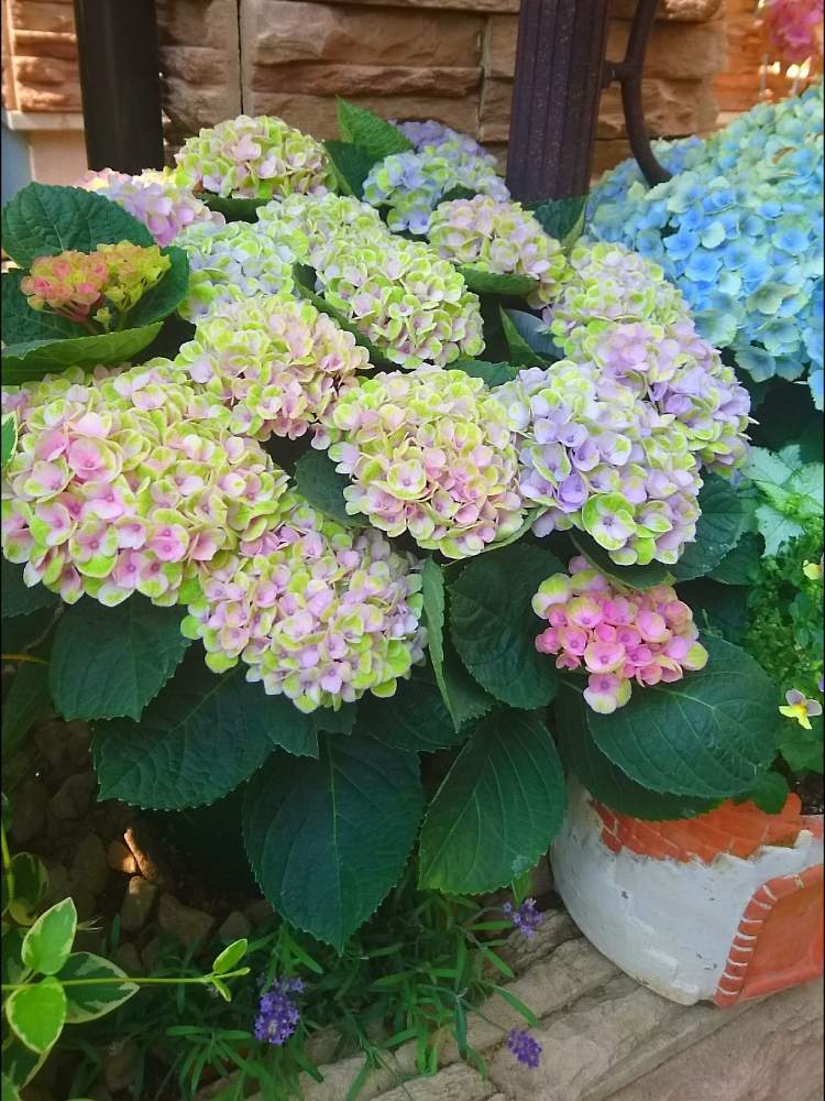 寄せ植えの投稿画像 By Bree Van De Kampさん ガーデニングと紫陽花 アジサイ あじさいとおうち園芸とあじさい 大好きと花のある暮らしとおうちde菜園とアジサイ マジカルレボリューション と玄関と おうち園芸 フォトコンテストと寄せ植えとガーデニングと紫陽花