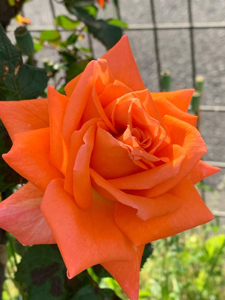 オレンジ色の花の投稿画像 By ろこたろさん ご近所さんぽ と バラとクレマチス フォトコンとオレンジのバラとばら 薔薇 バラ 月5月 25日 Greensnap グリーンスナップ