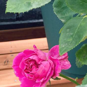 ポールネイロンの画像 by なおさん | 小さな庭とポールネイロンとポールネイロン。と植物愛がとまらないとよろしくお願いしますとばら バラ 薔薇とピンクのバラ♡とピンク❤︎ピンクと大好きとおうち園芸と植中毒と可愛いとGSでバラ園とバラ・ミニバラ