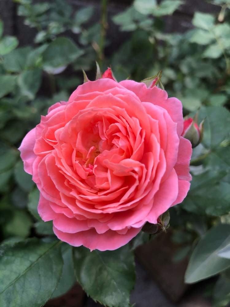 ロマンティックチュチュの投稿画像 By Makiさん ばら バラ 薔薇と薔薇愛同盟とrosa Orientisとおうち園芸と庭の植物と植中毒と おうち園芸 フォトコンテストと花のある暮らしと薔薇 とバラ ミニバラ 月5月25日 Greensnap グリーンスナップ