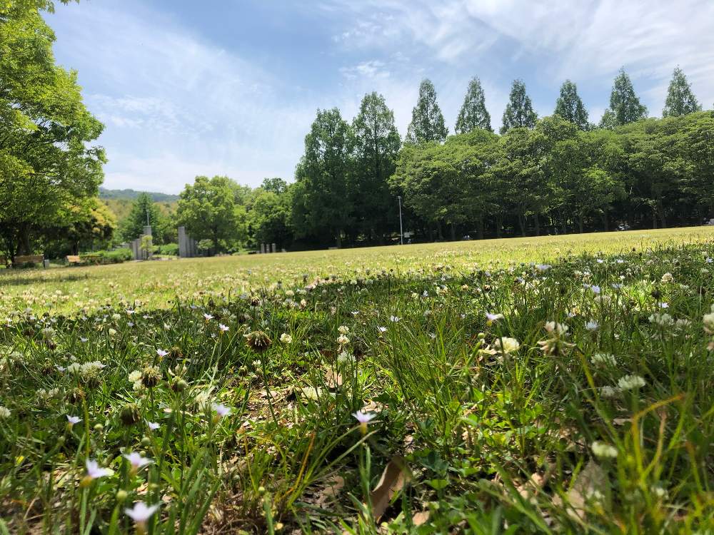 岸和田市 蜻蛉池公園の投稿画像 By クローバーさん メタセコイア並木の見える芝生の広場 月5月25日 Greensnap グリーンスナップ