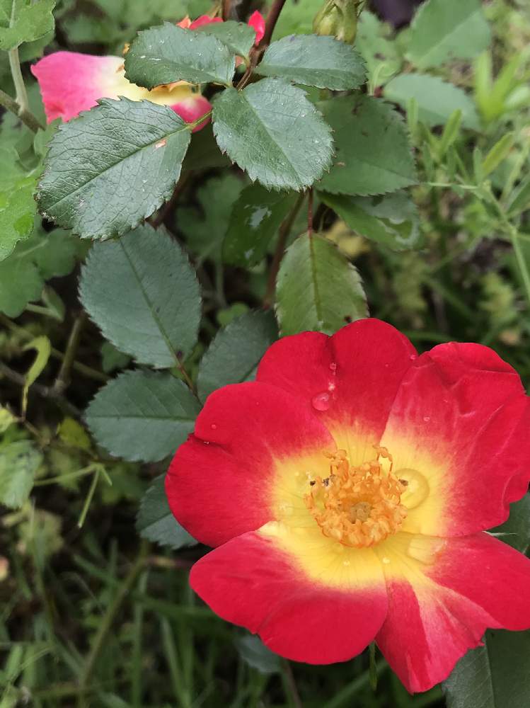 一重咲きのバラの投稿画像 By 風 雷さん 薔薇のカクテル 月5月25日 Greensnap グリーンスナップ