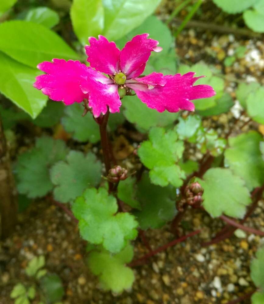 紅花大文字草の投稿画像 By はてはぁなさん ヘニバナダイモンジソウとテラス 月5月25日 Greensnap グリーンスナップ Greensnap グリーンスナップ