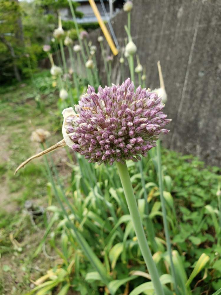 ジャンボニンニクの花の投稿画像 By Banbankbさん 月5月25日 Greensnap グリーンスナップ