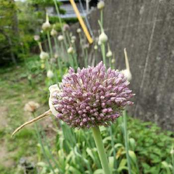 ジャンボニンニクの花の投稿画像一覧 Greensnap グリーンスナップ