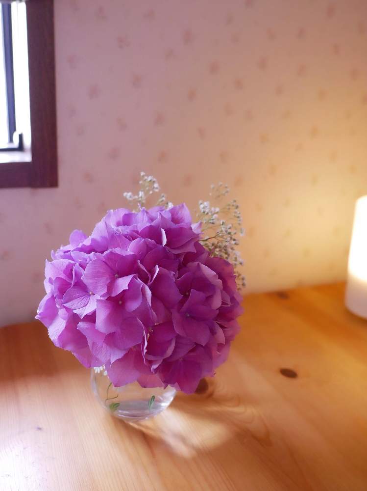 紫陽花の投稿画像 By Risaさん 部屋と植物と今日の一枚とおうちで飾るお花 とアジサイ 紫陽花と可愛いと花のある暮らしと植物と今日の一枚とおうちで 飾るお花 とアジサイ 紫陽花と可愛いと花のある暮らし 月5月25日 Greensnap グリーンスナップ Greensnap