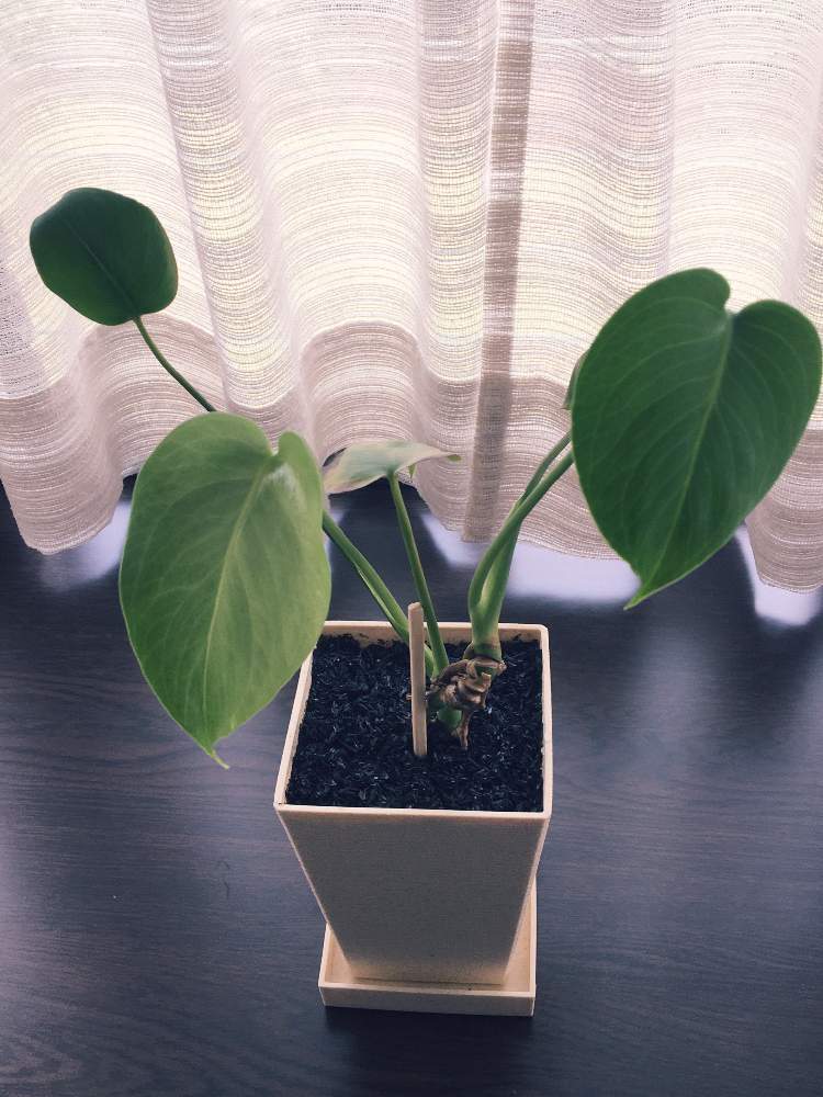 モンステラの投稿画像 By くわまるガーデンさん モンステラ属と観葉植物と100均とモンステラの葉とおうち園芸 月5月25日 Greensnap グリーンスナップ