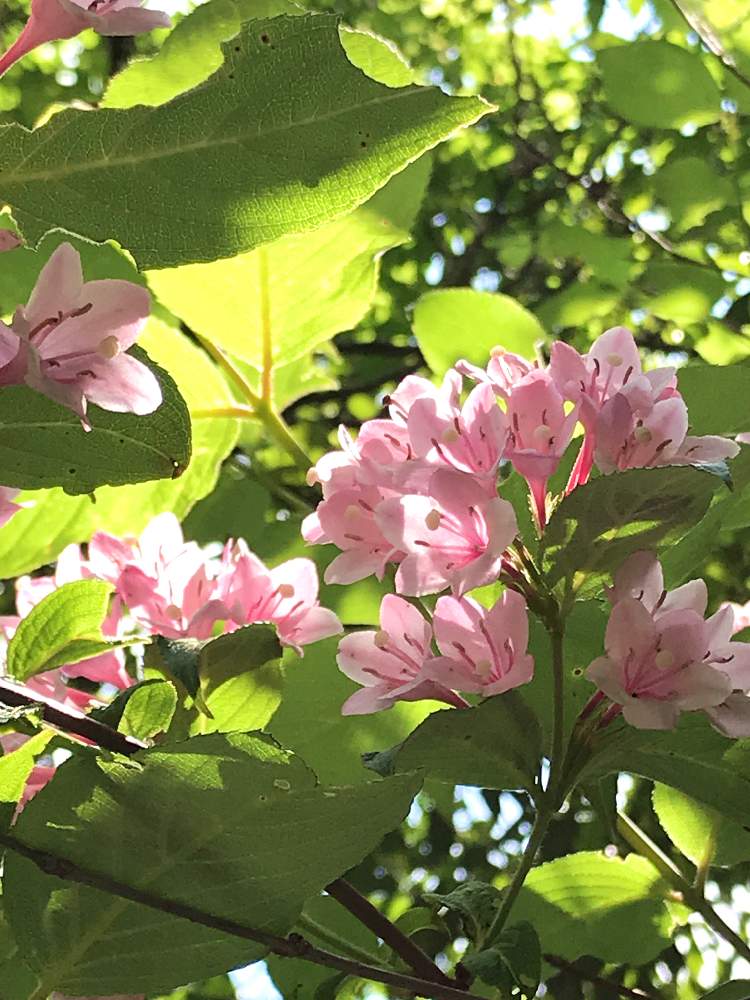 ウツギの投稿画像 By さん 紅ウツギとピンクの花と樹木と癒しとピンク ピンクとgs映えとgs日和ときれいと今日の一枚と今日のお花としべ好きと綺麗と可愛いとかわいいと小さな花とgreen Up とiphone撮影 月5月25日 Greensnap グリーンスナップ