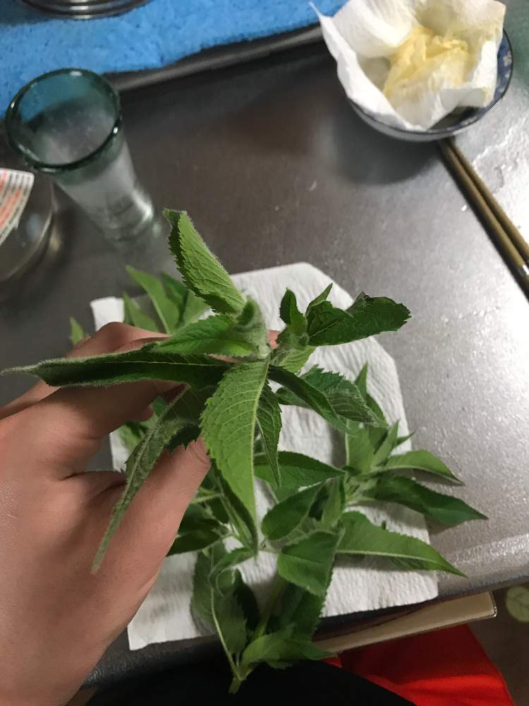 エモボーイさんの投稿画像 月5月25日 Greensnap グリーンスナップ