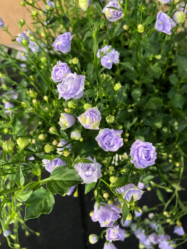 カンパニュラ ブルーワンダーの投稿画像 By Toipuさん 月5月25日 Greensnap グリーンスナップ