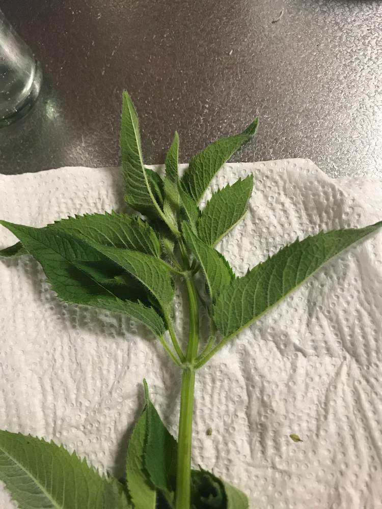 エモボーイさんの投稿画像 月5月25日 Greensnap グリーンスナップ