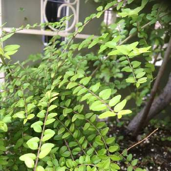 ロニセラ ニティダオーレアの投稿画像一覧 Greensnap グリーンスナップ ロニセラ ニティダオーレアの投稿画像一覧 Greensnap グリーンスナップ