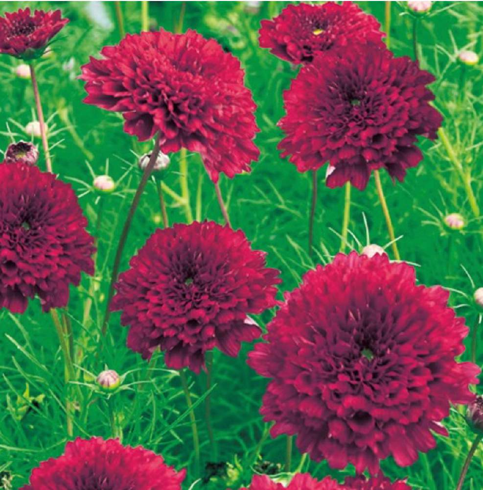 タネから栽培日記 コスモス ダブルクリック クランベリー 完結 失敗 Greensnap グリーンスナップ