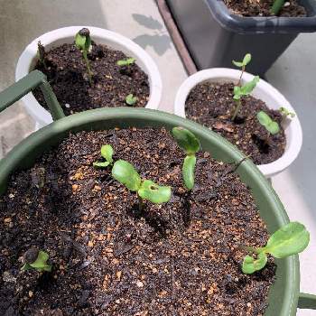 ひまわりの発芽の投稿画像一覧 Greensnap グリーンスナップ