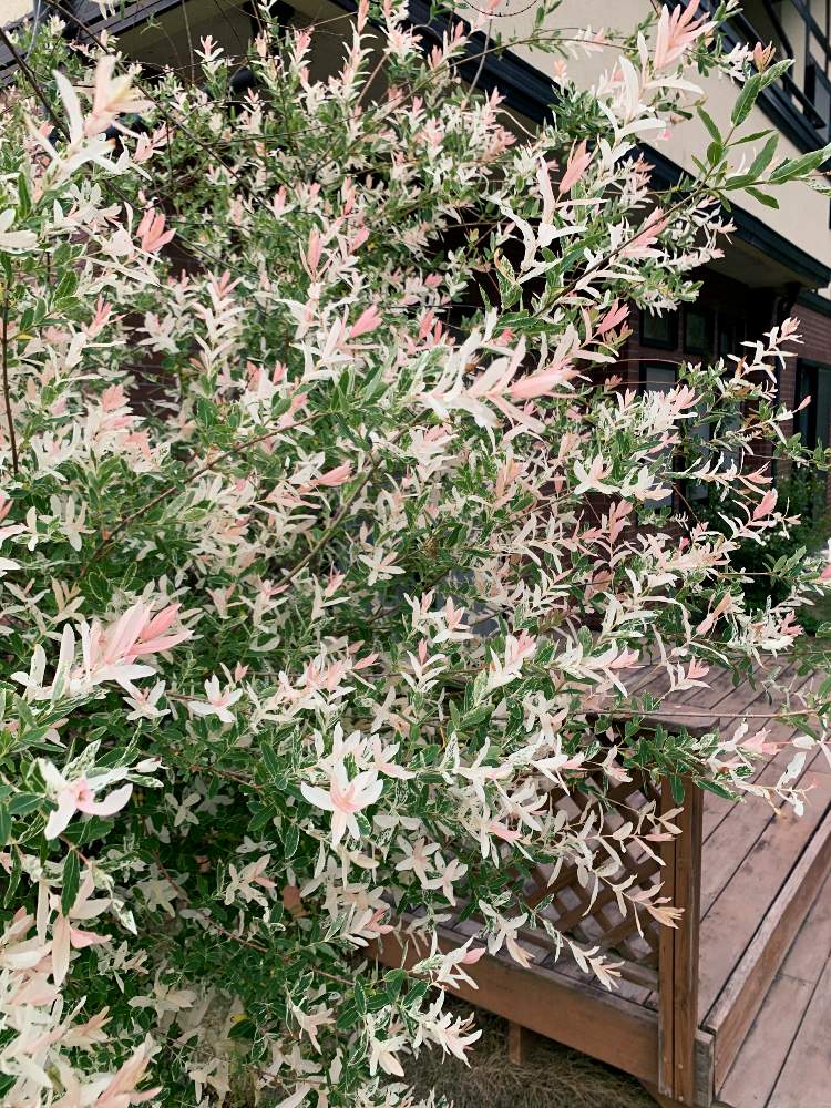 ハクロニシキの投稿画像 By カラミンサさん 花のある暮らし とおうち園芸 月5月25日 Greensnap グリーンスナップ