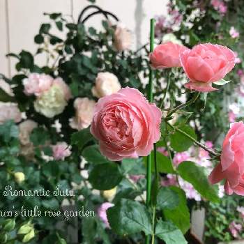 バラ ロマンティックチュチュの投稿画像一覧 Greensnap グリーンスナップ