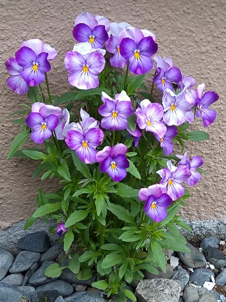 ビオラの投稿画像 By Emiさん 地植えと花のある暮らしと北海道と札幌 月5月25日 Greensnap グリーンスナップ