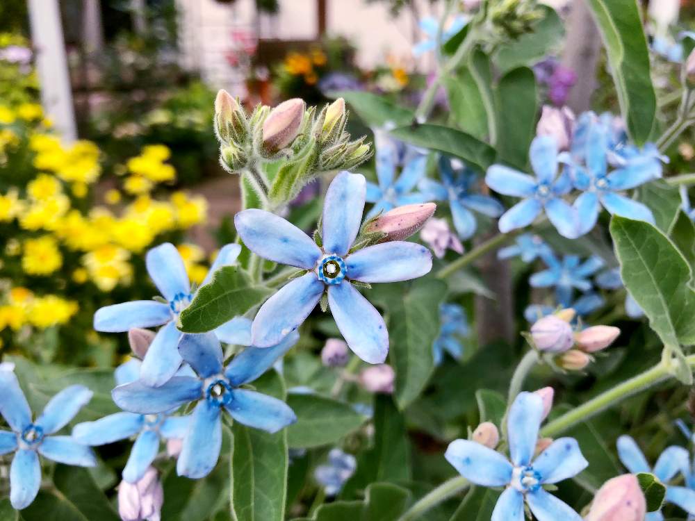 オキシペタラム ブルースターの投稿画像 By Yossyさん オキシペタラムとピンクのつぼみと青い花とくつろぎの庭と花のある庭と庭育ちとお花畑 と笑顔がいちばん 月5月25日 Greensnap グリーンスナップ