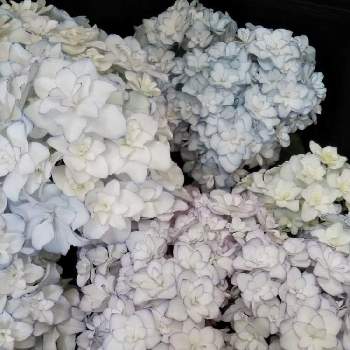 紫陽花ブリーディングセレクションの投稿画像一覧 Greensnap グリーンスナップ