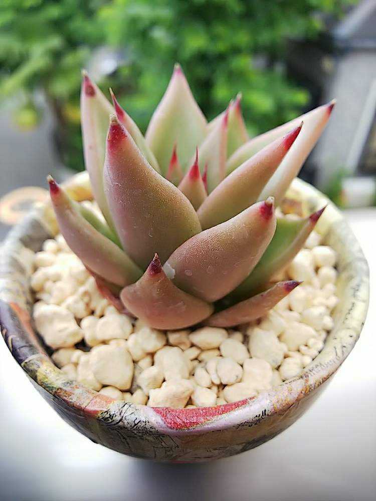 アガボイデスルブラ｜🍀GreenSnap（グリーンスナップ）