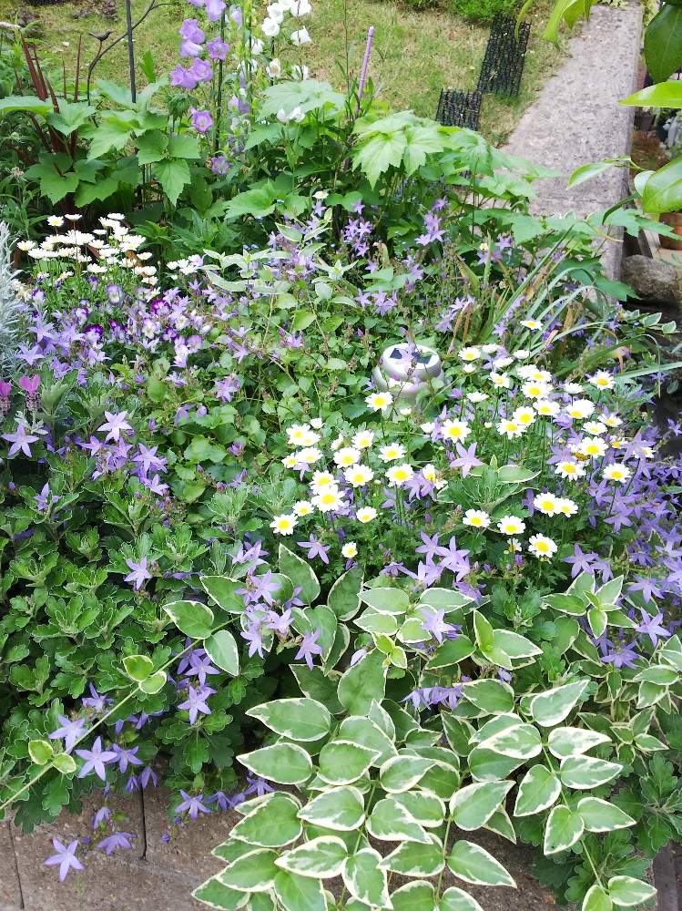 カンパニュラ の投稿画像 By クッキーさん 小さな花壇とおうち園芸と花のある暮らしと小さなお庭と可愛いね 月5月25日 Greensnap グリーンスナップ