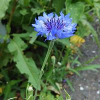 ヤグルマギクの画像