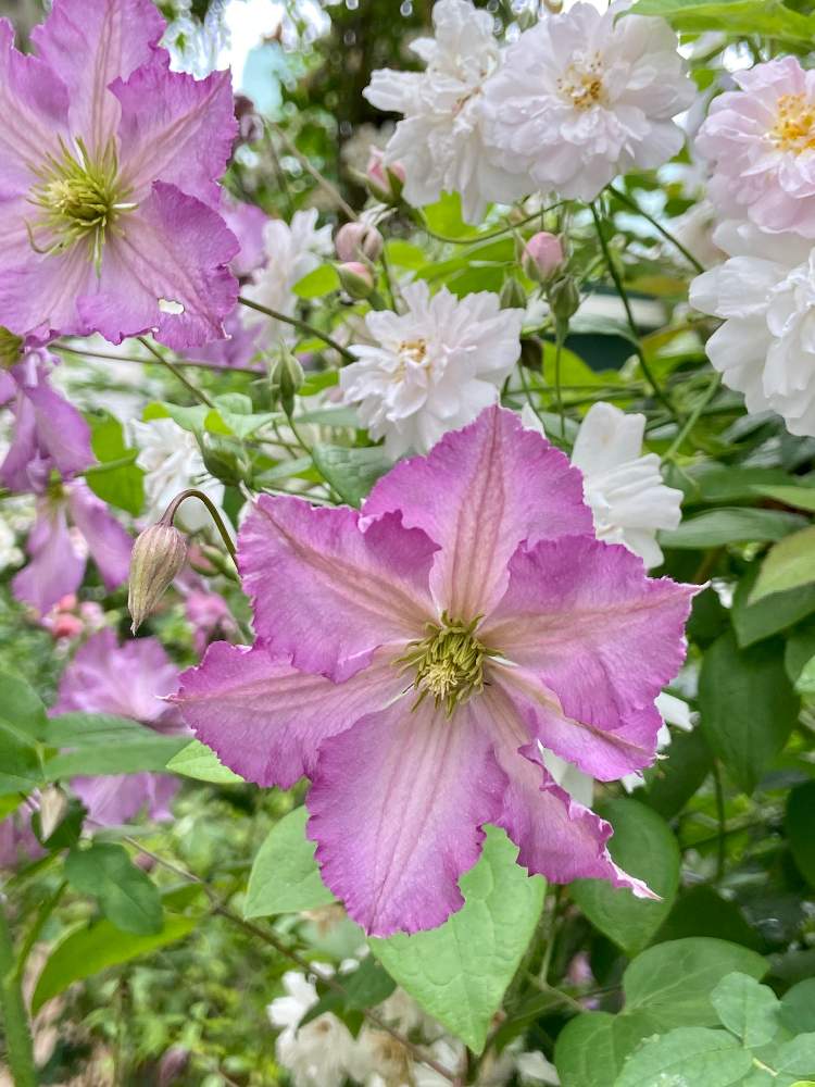 ポールズヒマラヤンムスクランブラーの投稿画像 By Kyonekoさん クレマチス テンテルと小さな庭とばら バラ 薔薇と薔薇愛同盟とお気に入りとマイガーデンとgs映えと クレマチスと大好きとナチュラルガーデンとバラ 地植えとおうち園芸と バラとクレマチス フォトコンと