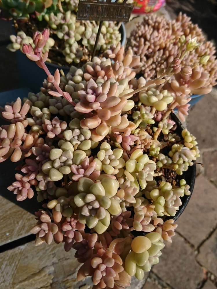 小さな寄せ植え♪姫秀麗 小さな寄せ植え♪姫秀麗