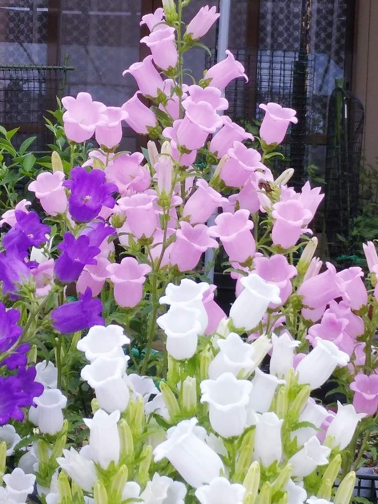 カンパニュラの投稿画像 By ゆこ さん 可愛いはなと笑顔の１日と優しいピンク色 と会えて嬉しいと釣り鐘型の花と素敵な花言葉と可愛い とご近所散歩 2020月5月25日 Greensnap グリーンスナップ