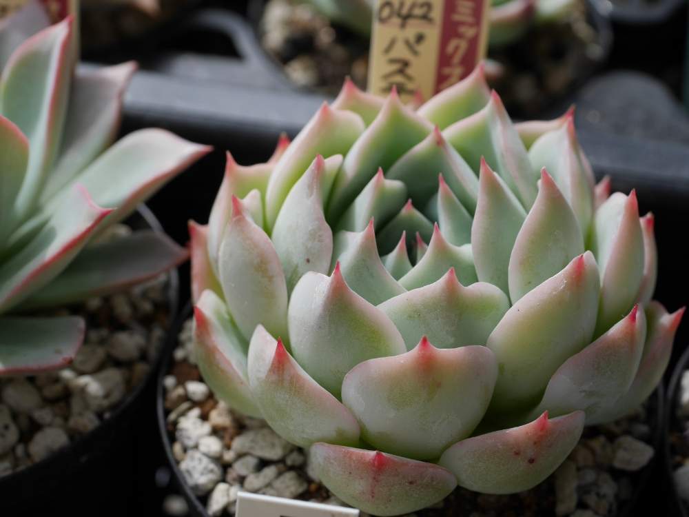 ミックスベリア パステルブロッサム 多肉植物 エケベリア