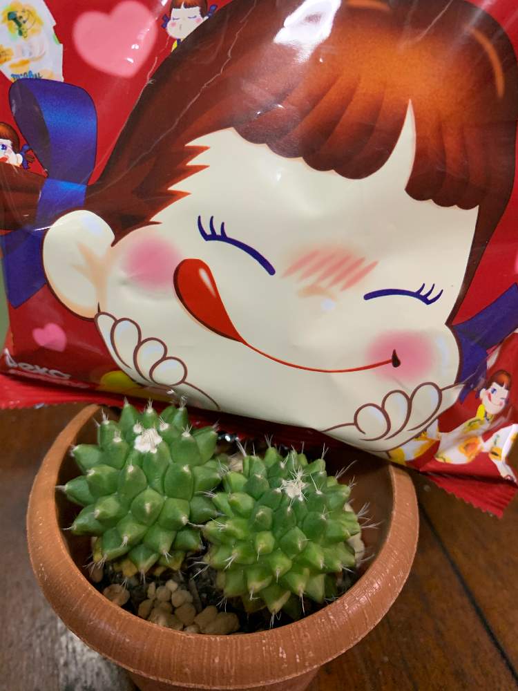 サボテンの投稿画像 By くわまささん 可愛いサボちゃんとお疲れ様です とチーム愛知とペコちゃん祭り 月5月25日 Greensnap グリーンスナップ