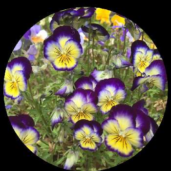 五月の花の画像 by サッチンさん | ビオラ・パンジーとウォーキング中と五月の花