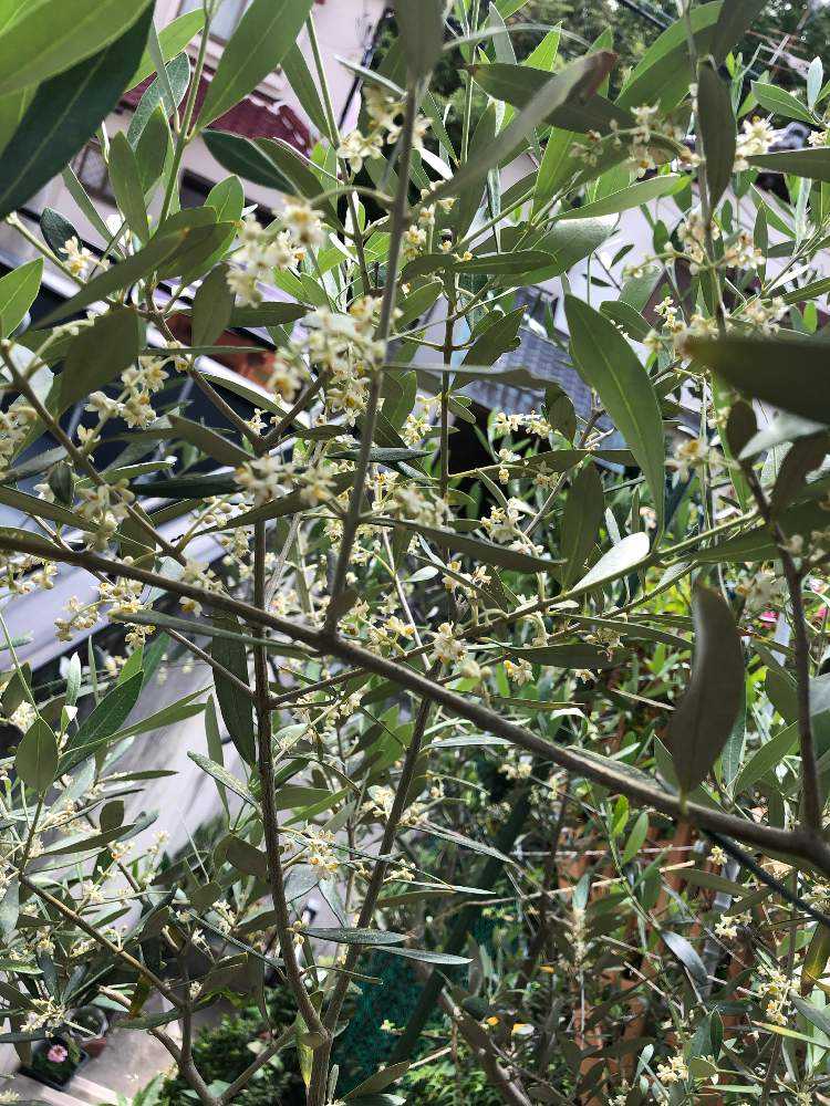 オリーブの植え替え その後part4 5月上旬 から Greensnap グリーンスナップ