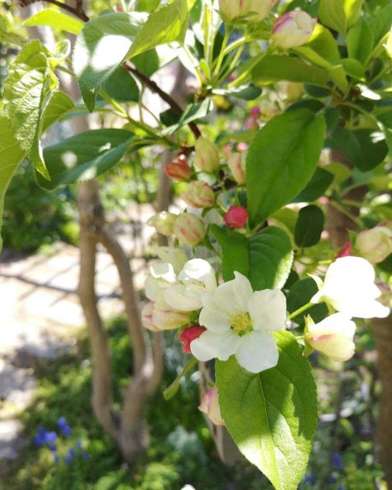 ズミの投稿画像 By Takako さん 春から夏へと花木と今日の花と白い花と北海道 月5月25日 Greensnap グリーンスナップ