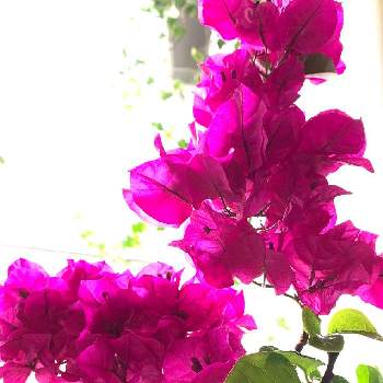 癒されて♪の画像 by サリーさん | バルコニー/ベランダとブーゲンビリアとありがとう♡と太陽大好きとピンク♡とたくさんだね♪と部屋の中でもと虫いたねと癒されて♪ときれい✨と植木鉢の子と花のある暮らし