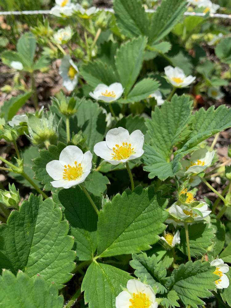 イチゴの投稿画像 By Makikomさん 畑と春のお花とおうち園芸とバラ科と白い花とオランダイチゴ属と春のお花とおうち園芸とバラ科と白い花とオランダ イチゴ属 月5月25日 Greensnap グリーンスナップ Greensnap グリーンスナップ