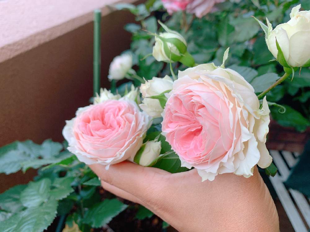 バラの投稿画像 By まきゅんさん バラ パシュミナと咲いた とつぼみとバラを楽しむ 月5月26日 Greensnap グリーンスナップ