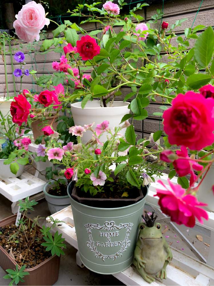 エンジェルフォールの投稿画像 By Megさん ばら バラ 薔薇と田舎暮らしと初夏の庭とおうち園芸とばら好きです と緑に癒される と花のある暮らし 月5月26日 Greensnap グリーンスナップ