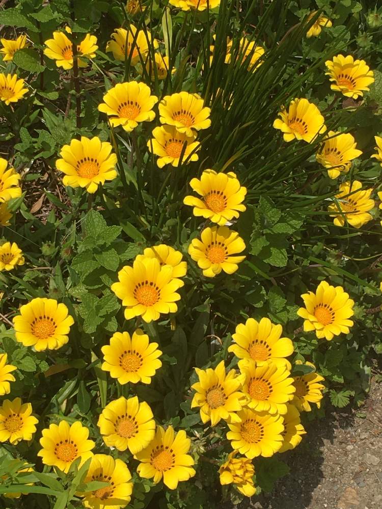 お散歩の投稿画像 By Manabeさん 黄色い花とキク科とキク科ガザニア属 月5月26日 Greensnap グリーンスナップ