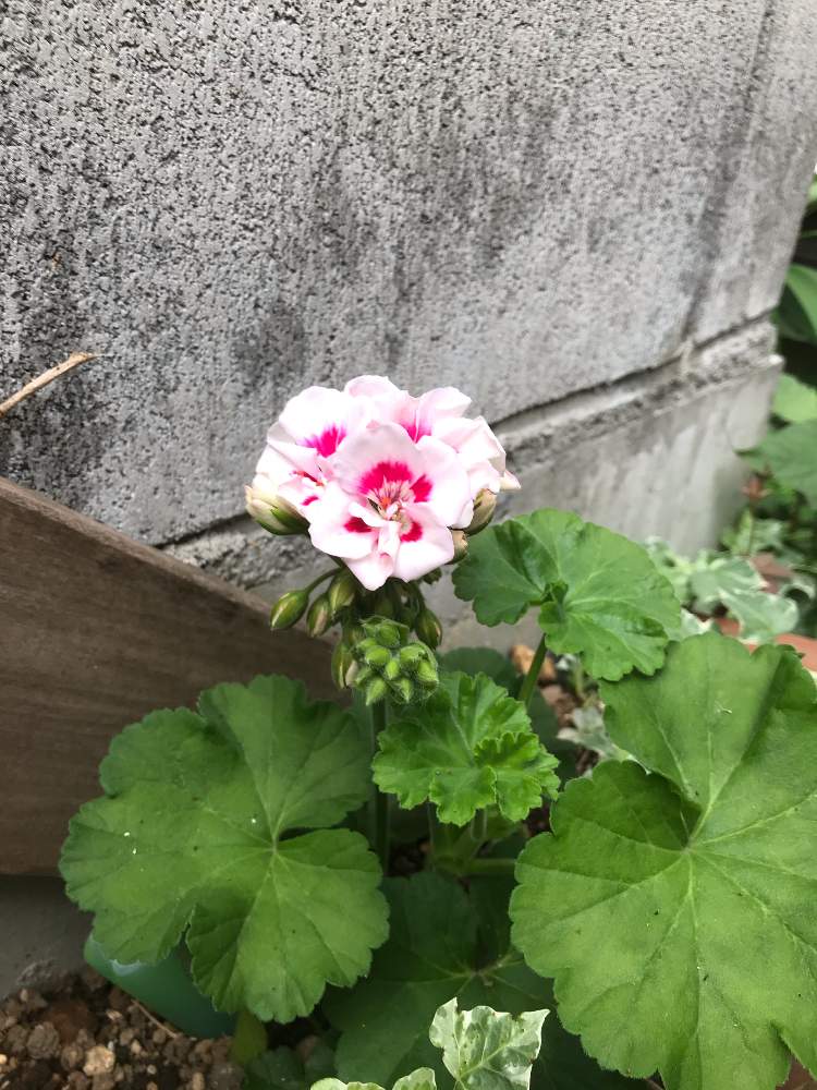 スーパーゼラニウムチャンピオン キャロルの投稿画像 By 紫陽花さん ゼラニウムとおうち園芸と ゼラニウムとおうち園芸 月5月26日 Greensnap グリーンスナップ Greensnap グリーンスナップ