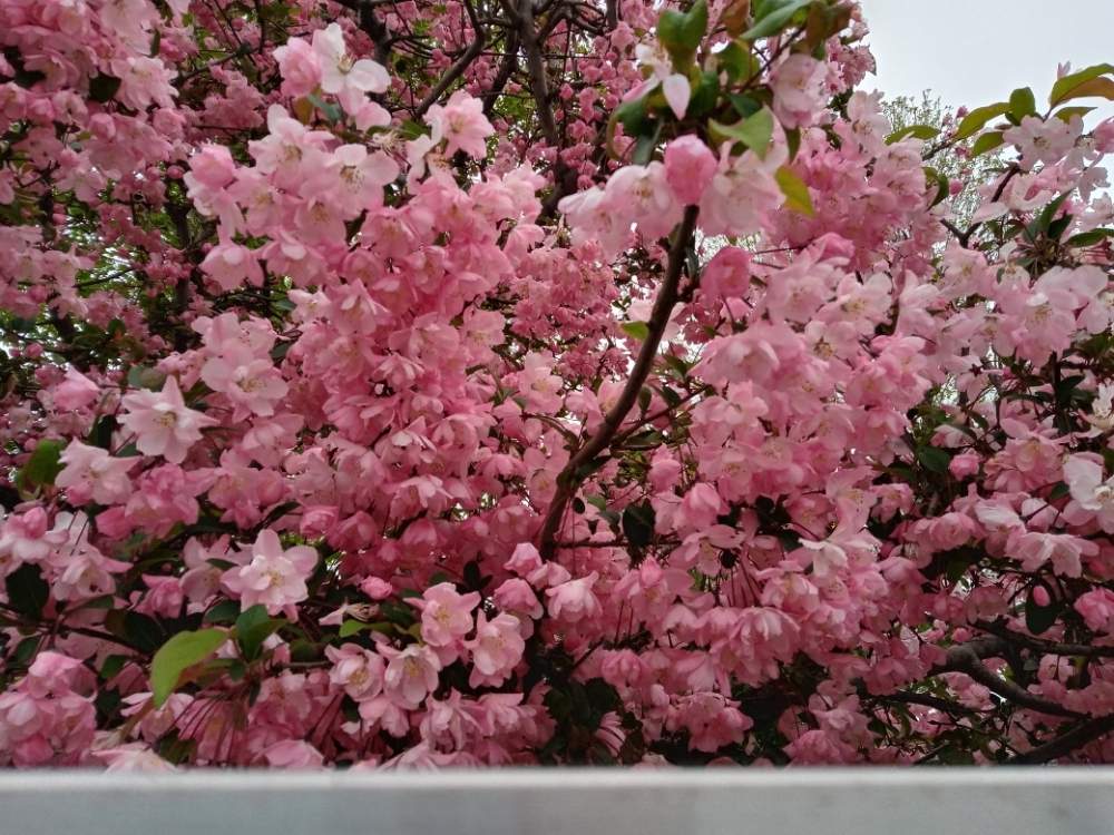 かわいいの投稿画像 By きむ姉さん 桃色の花と通勤時と花のある暮らしと癒し と今日の１枚k 月5月26日 Greensnap グリーンスナップ