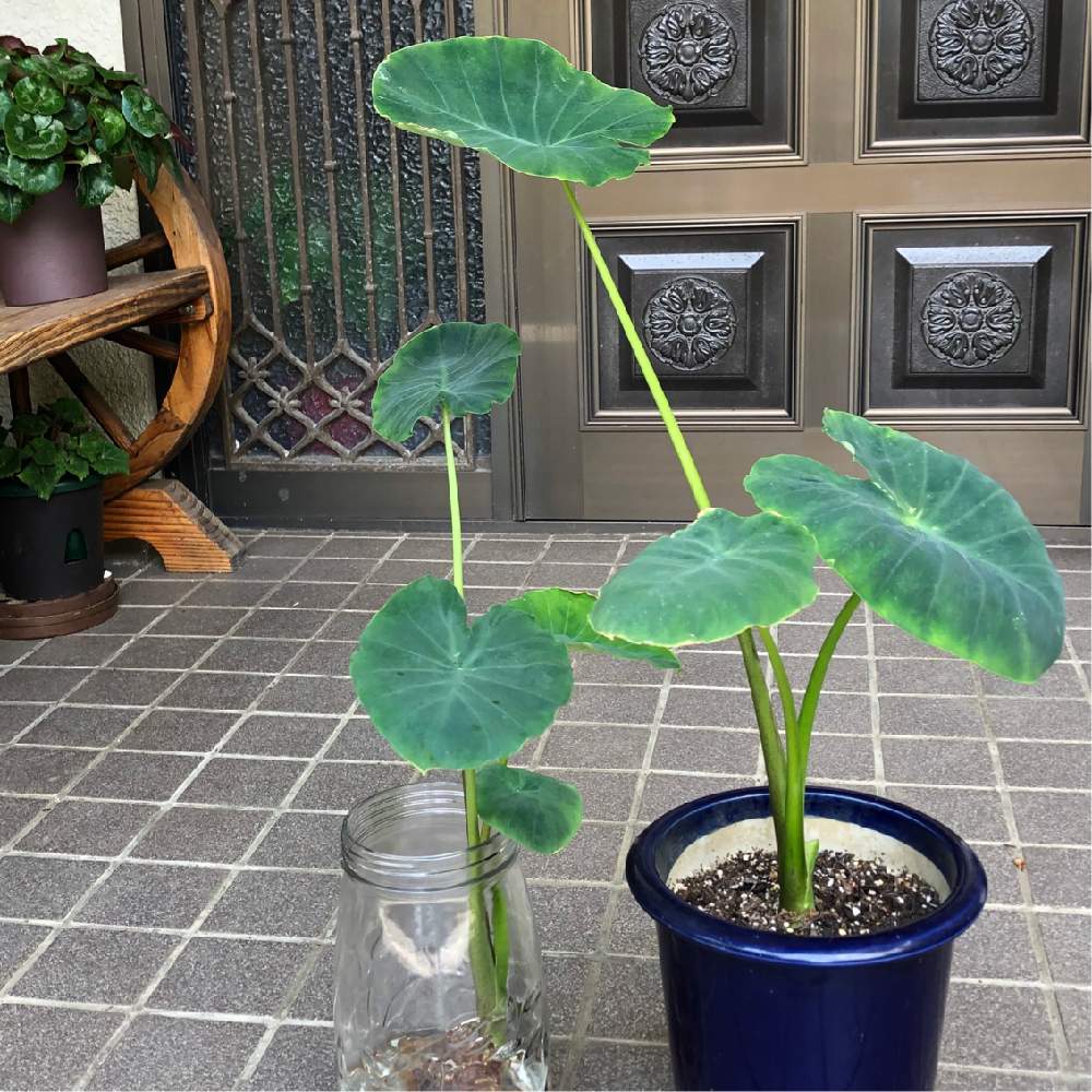 ボタニカルの投稿画像 By ポッポさん 植物のある暮らしと 里芋とグリーン グリーン グリーン と植え替えとおうち園芸と植中毒と水耕栽培と葉物好きとインテリアグリーンとs I 3 月5月26日 Greensnap グリーンスナップ