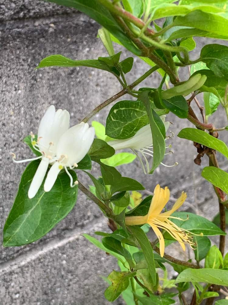 ハニーサックルの投稿画像 By なずさん 切って 挿して 増やす とはっぱを楽しむと愛媛県とおうち園芸とつぼみときりもどしとガーデニングと花のある暮らし 月5月26日 Greensnap グリーンスナップ