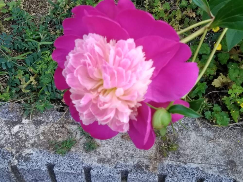 ツタさんの投稿画像 月5月26日 Greensnap グリーンスナップ