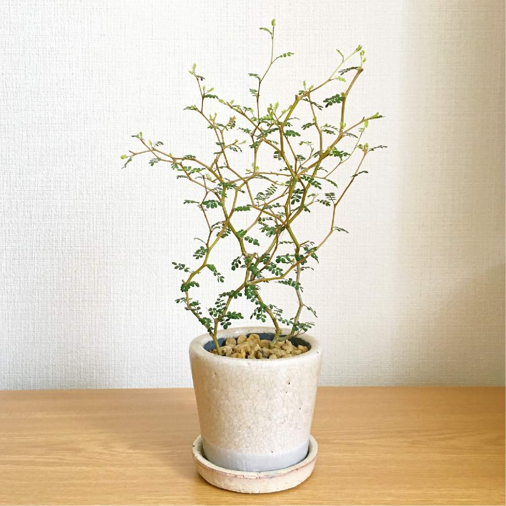 ソフォラ リトルベイビーの投稿画像 By Kieさん 月5月26日 Greensnap グリーンスナップ