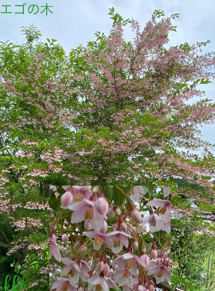 エゴの木ピンク種の投稿画像 By ひみつのアッコちゃんさん 花の咲く木と我が家の花畑と可愛い花と美しい花と美しい花園と花のある暮らし 月5月26日 Greensnap グリーンスナップ