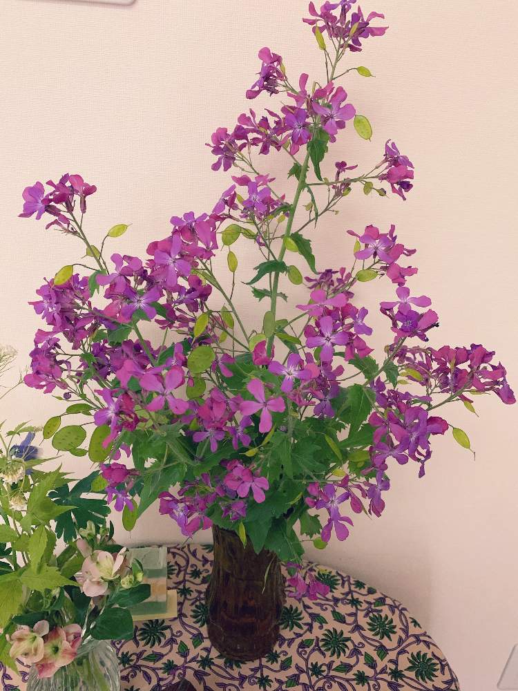 ルナリア オオバンソウの投稿画像 By Tokoさん ドライフラワーとおうちで飾るお花 と綺麗と元花屋さんと玄関に 月5月26日 Greensnap グリーンスナップ