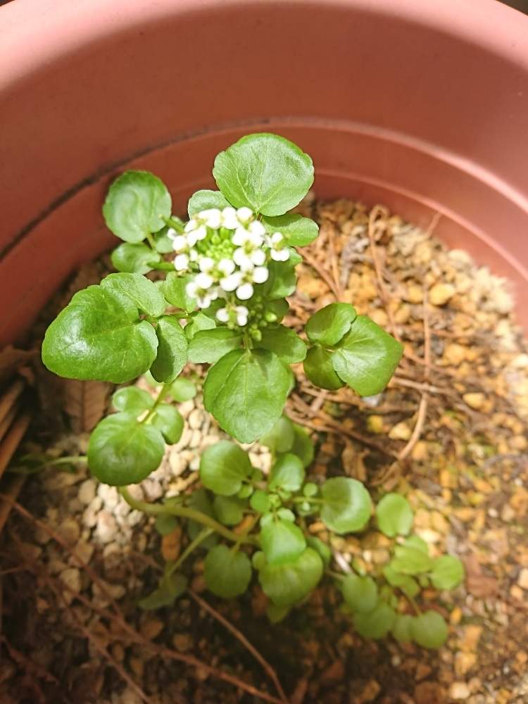 クレソン オランダガラシ の投稿画像 By たたたぅさん バルコニー ベランダと花のある暮らしとおうち園芸とおうちde菜園とおうちde菜園フォトコンと花のある暮らしとおうち園芸とおうちde菜園とおうちde菜園フォトコン 月5月26日 Greensnap グリーンスナップ クレソン オランダガラシ の投稿画像 By たたたぅさん バルコニー ベランダと花のある暮らしとおうち園芸とおうちde菜園とおうちde菜園フォトコンと花のある暮らしとおうち園芸とおうちde菜園とおうちde菜園フォトコン 月5月26日 Greensnap グリーンスナップ